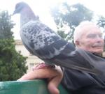 Dziadek z gołębiem