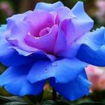 niebieska róża dla Ciebie synku